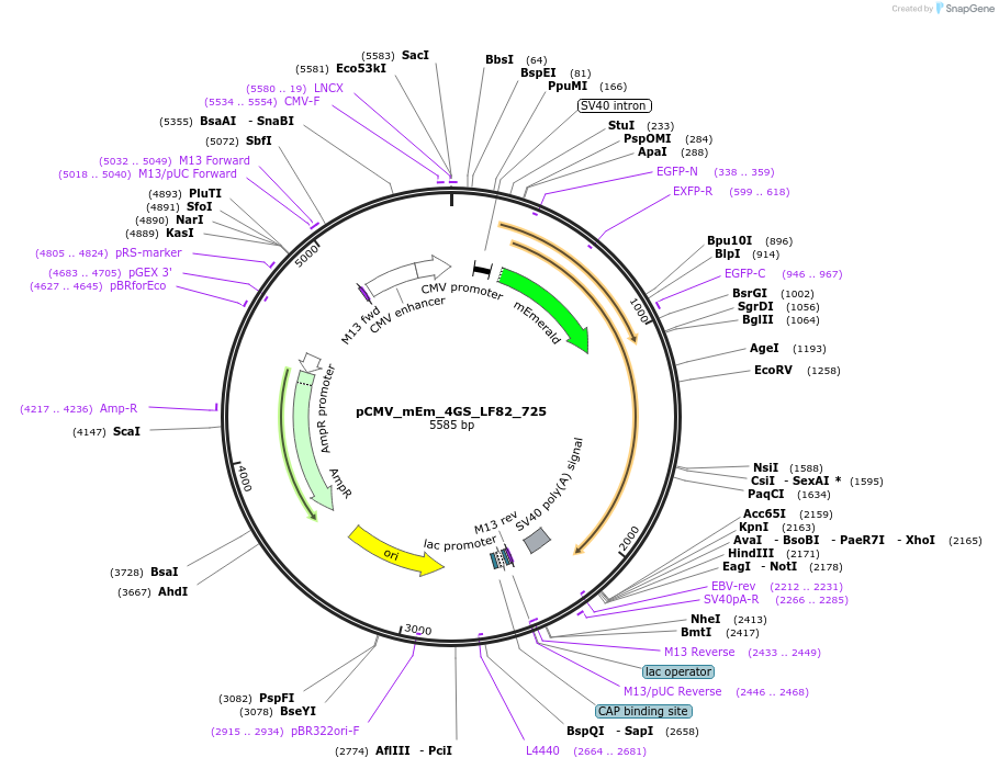 100478-plasmid-map-sequence-id-210482