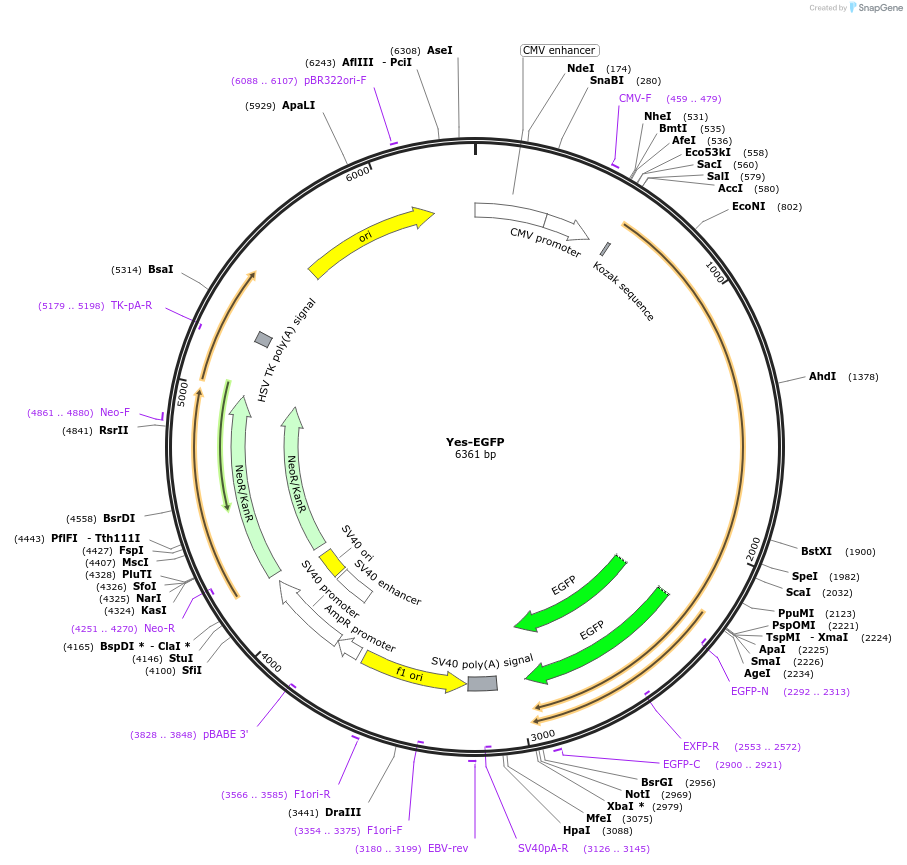 110497-plasmid-map-sequence-id-210495