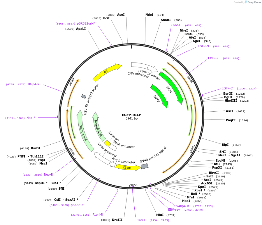 110498-plasmid-map-sequence-id-210496