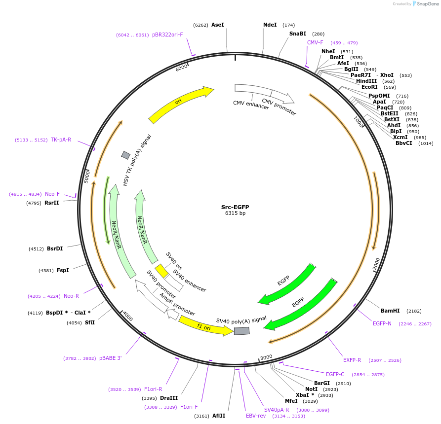 110496-plasmid-map-sequence-id-210497