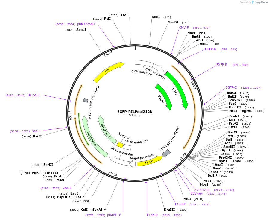 110499-plasmid-map-sequence-id-210498