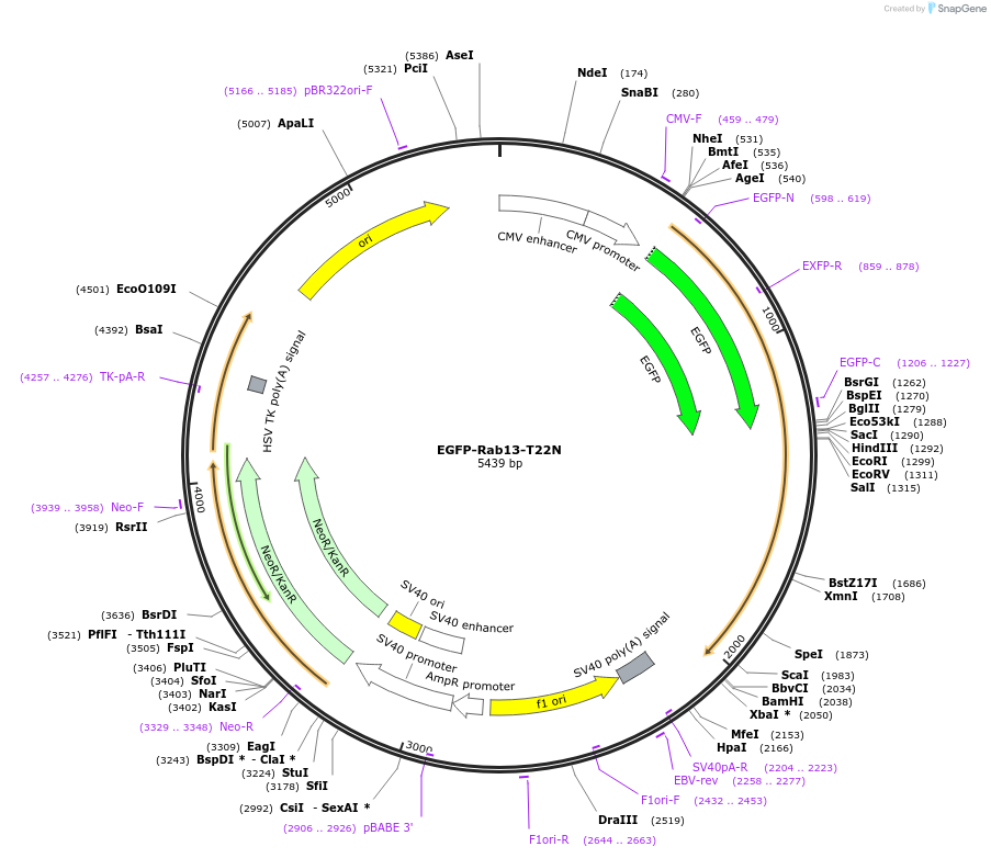 110501-plasmid-map-sequence-id-210502