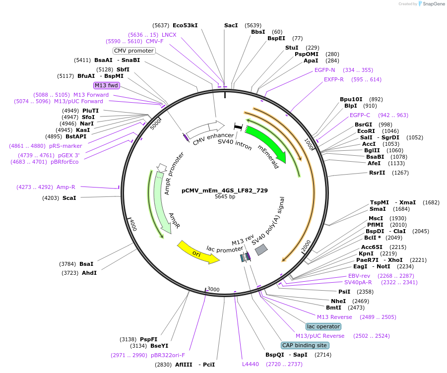 100480-plasmid-map-sequence-id-210503