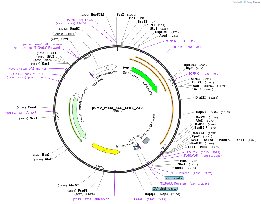100481-plasmid-map-sequence-id-210505