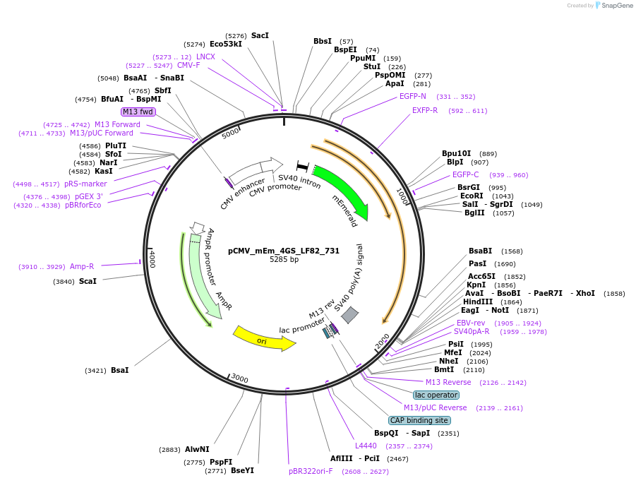 100482-plasmid-map-sequence-id-210506