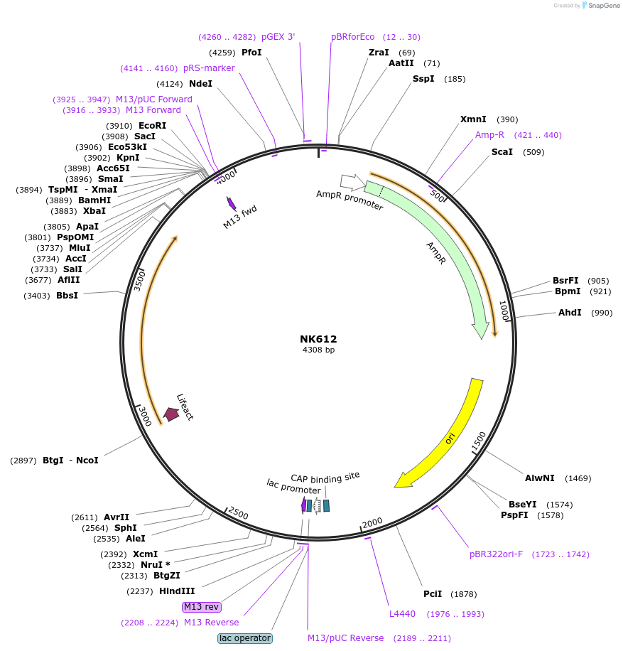 109092-plasmid-map-sequence-id-210507