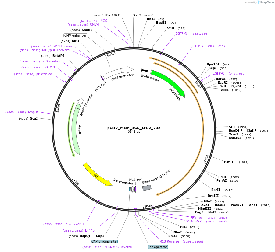 100483-plasmid-map-sequence-id-210508