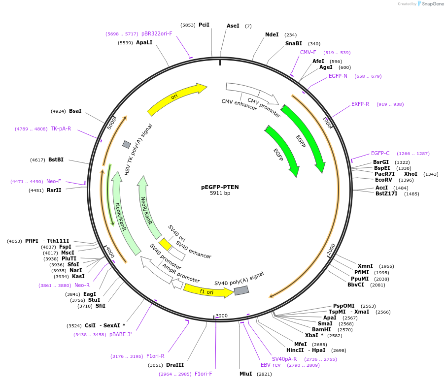 110181-plasmid-map-sequence-id-210513