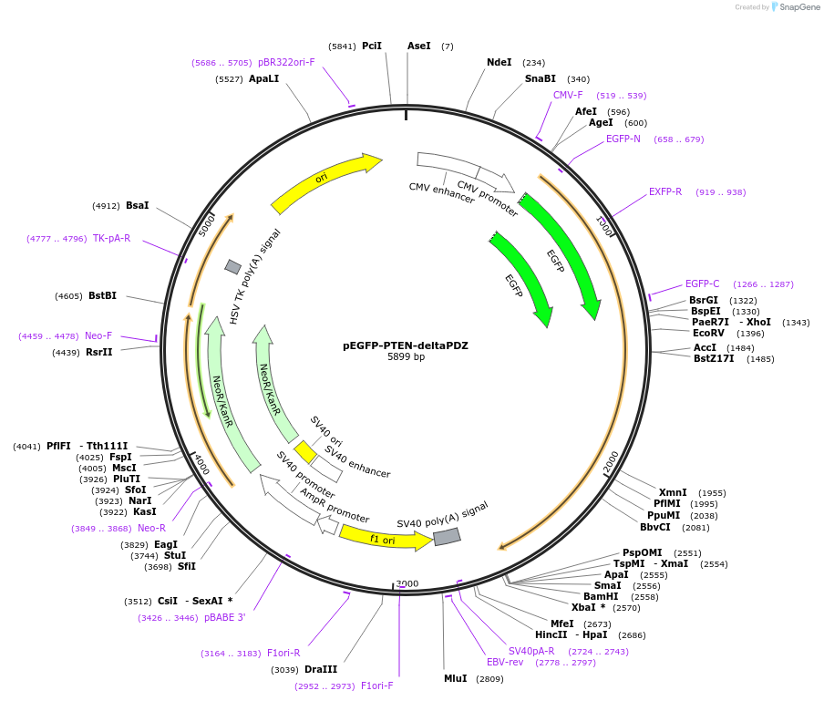 110182-plasmid-map-sequence-id-210518