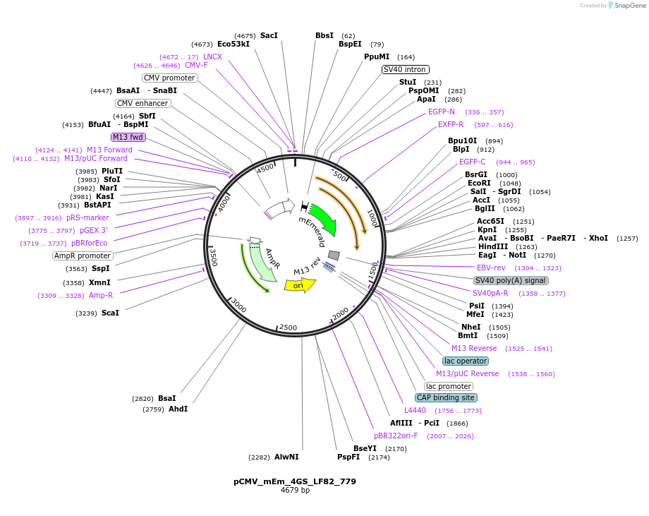 100486-plasmid-map-sequence-id-210522