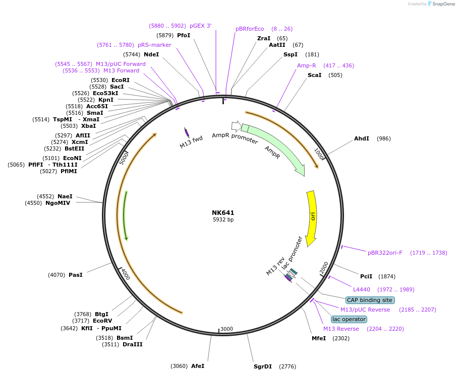 109100-plasmid-map-sequence-id-210524