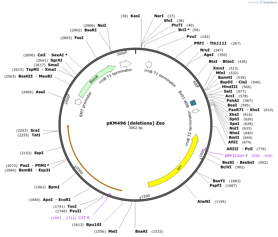 109301-plasmid-map-sequence-id-210525