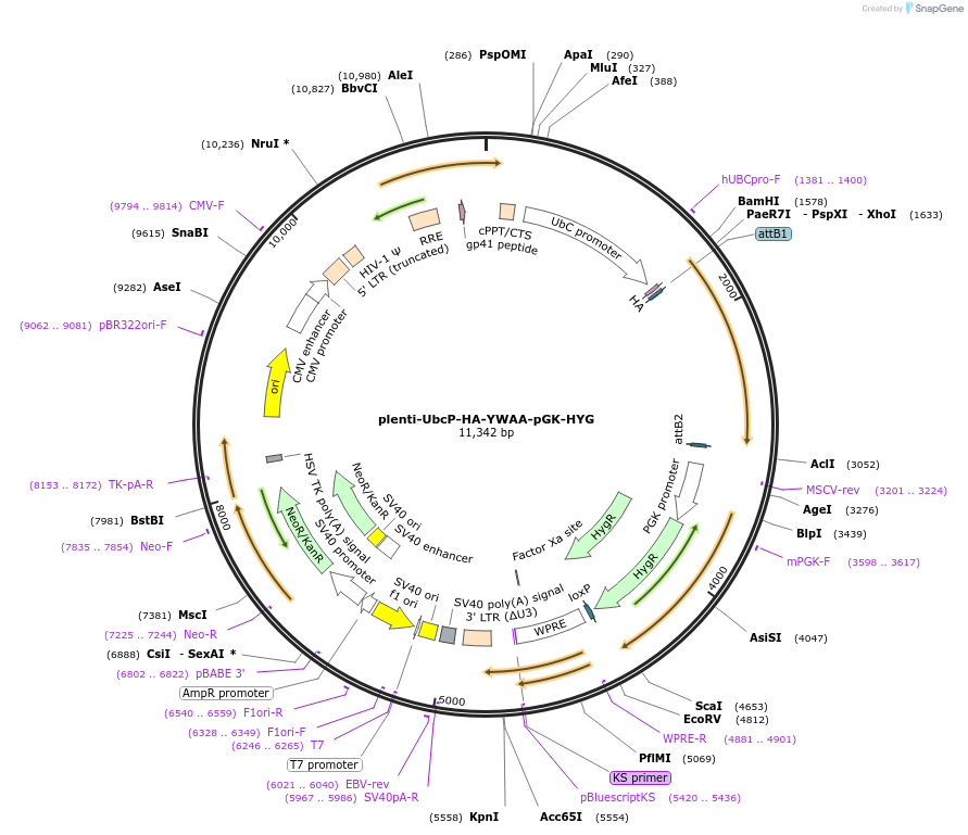 107379-plasmid-map-sequence-id-210527