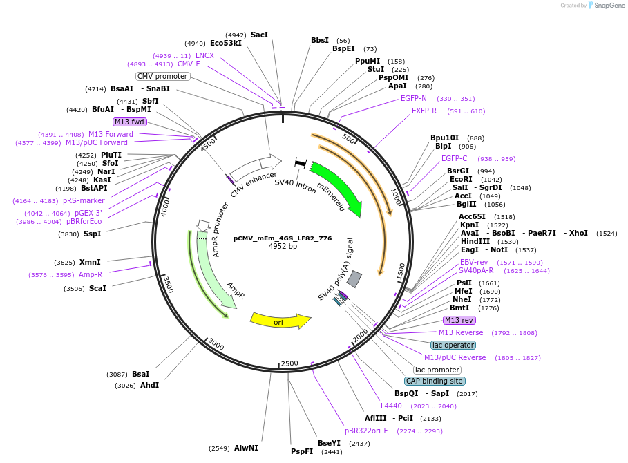 100488-plasmid-map-sequence-id-210528