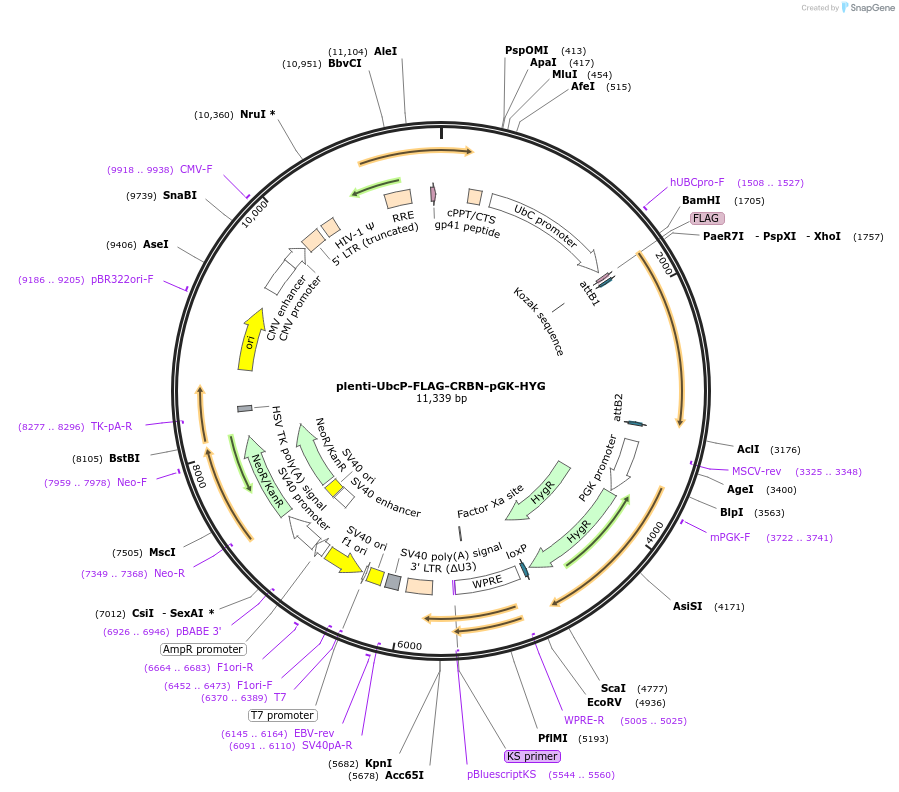 107374-plasmid-map-sequence-id-210530