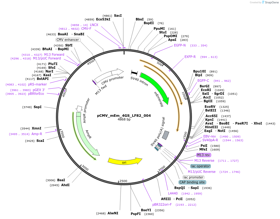 100489-plasmid-map-sequence-id-210534