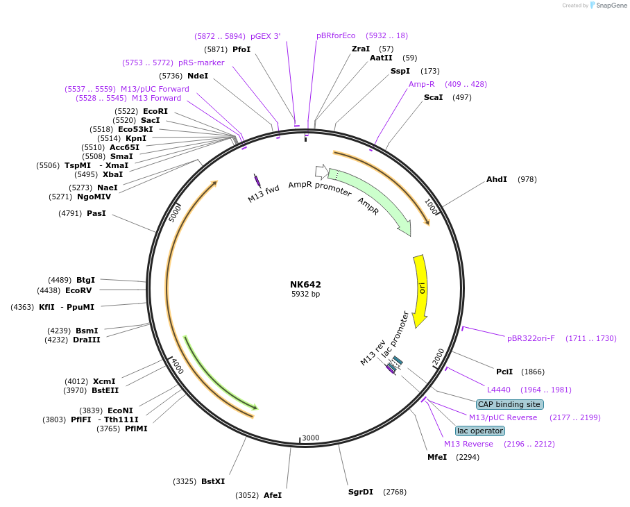 109101-plasmid-map-sequence-id-210539