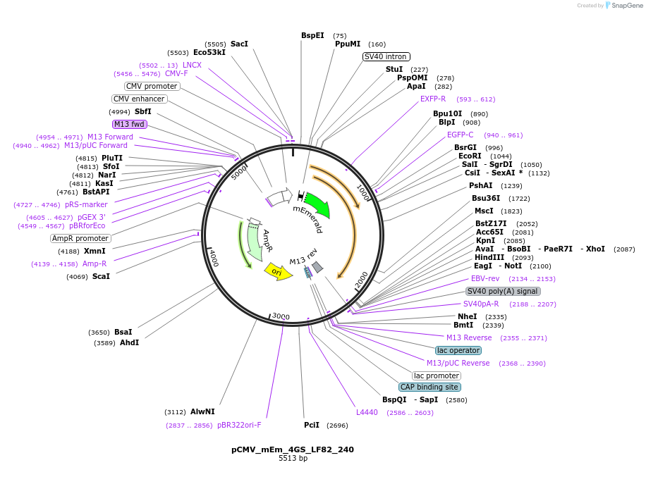 100324-plasmid-map-sequence-id-210543