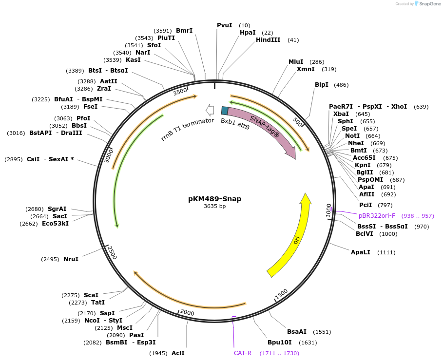 108437-plasmid-map-sequence-id-210545