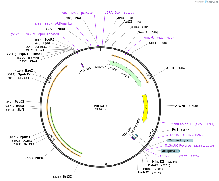 109103-plasmid-map-sequence-id-210546