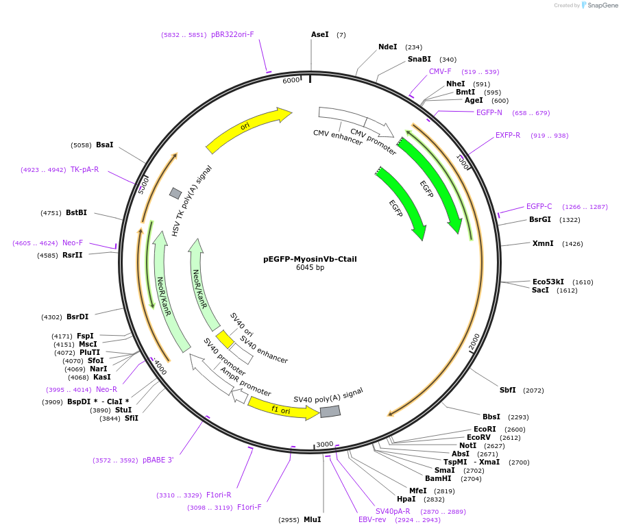 110170-plasmid-map-sequence-id-210548