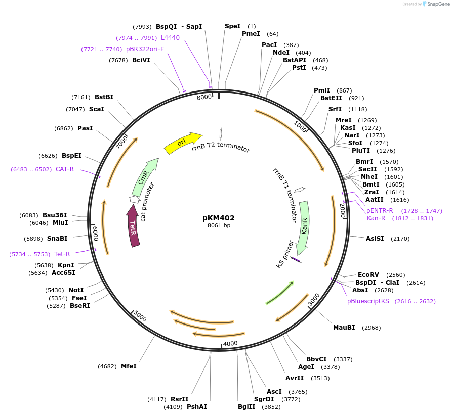 107770-plasmid-map-sequence-id-210549