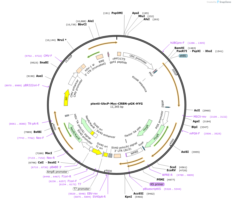 107376-plasmid-map-sequence-id-210552