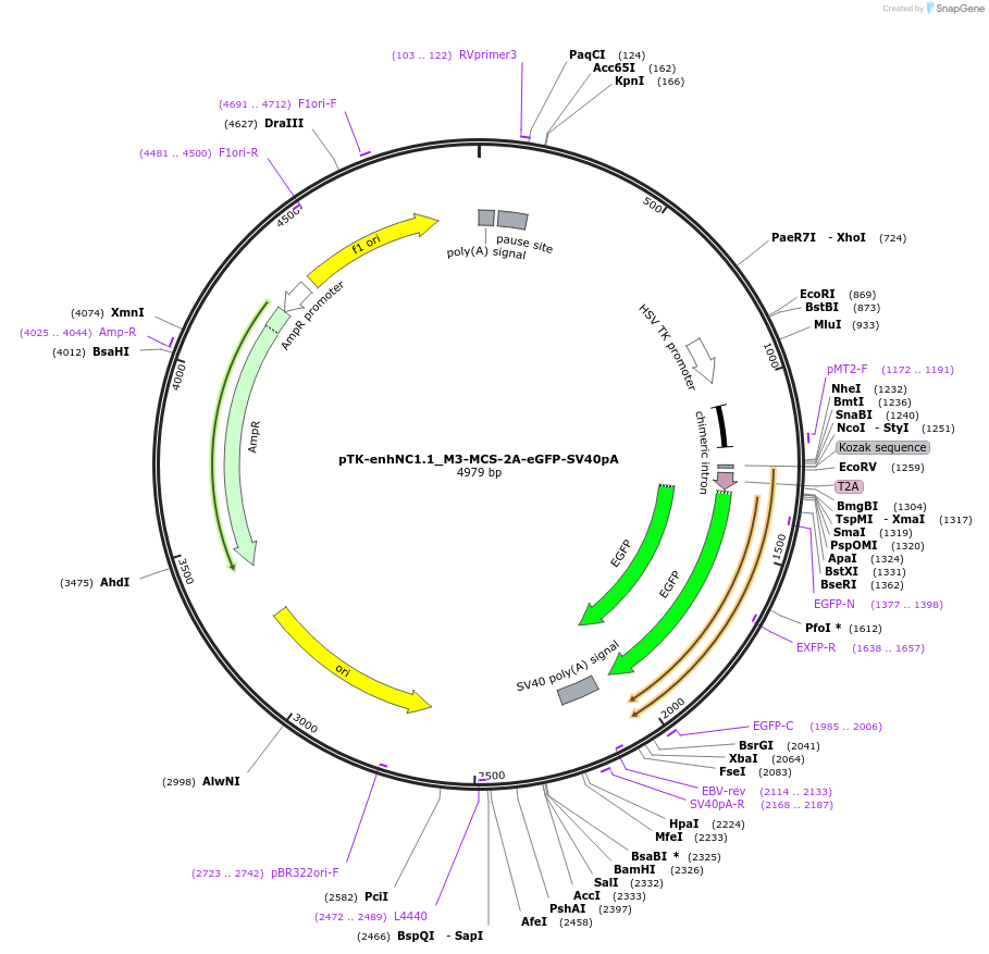 110203-plasmid-map-sequence-id-210555