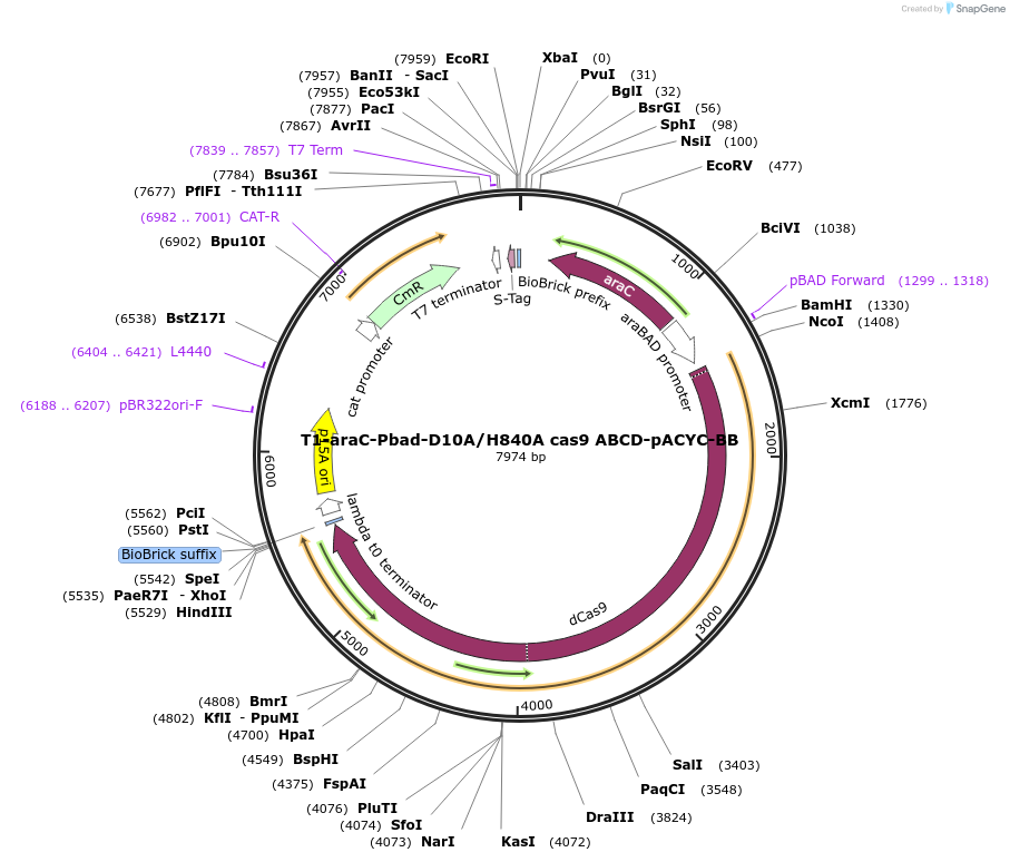 110547-plasmid-map-sequence-id-210556