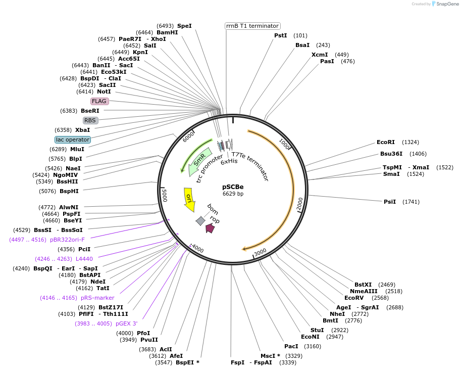 110065-plasmid-map-sequence-id-210557