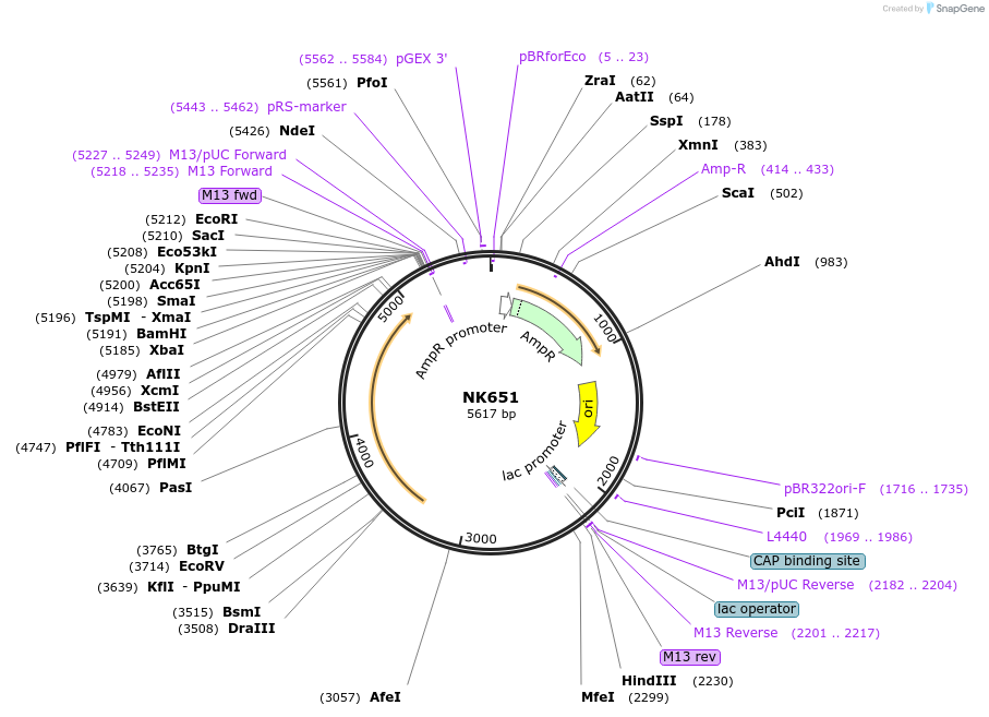 109107-plasmid-map-sequence-id-210565