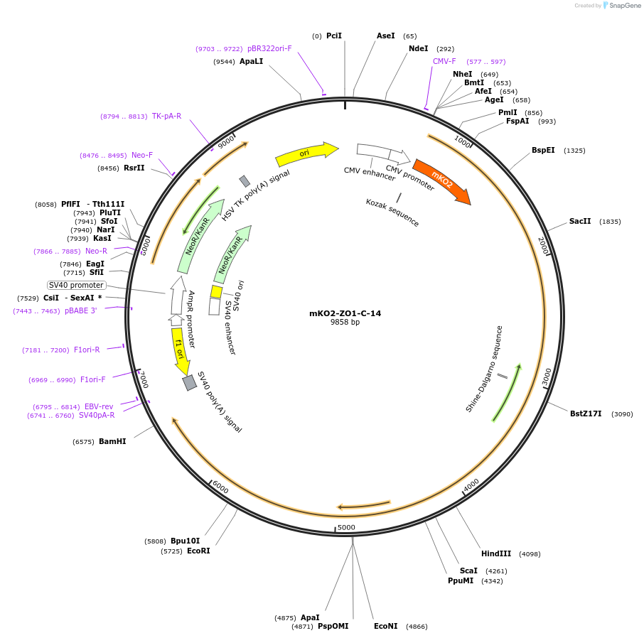 57906-plasmid-map-sequence-id-210571