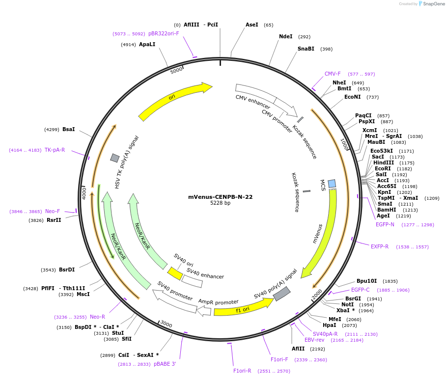 56325-plasmid-map-sequence-id-210576