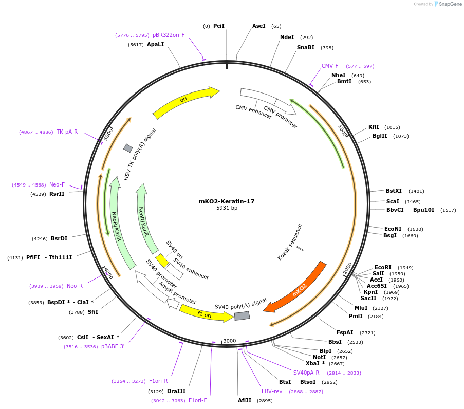 57877-plasmid-map-sequence-id-210580
