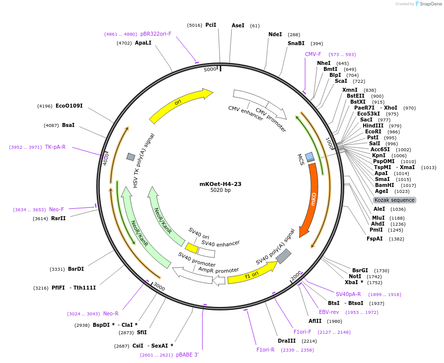 57926-plasmid-map-sequence-id-210583