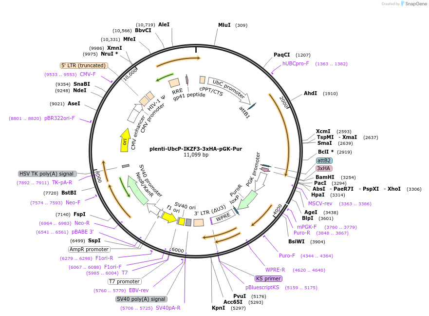 69053-plasmid-map-sequence-id-210603