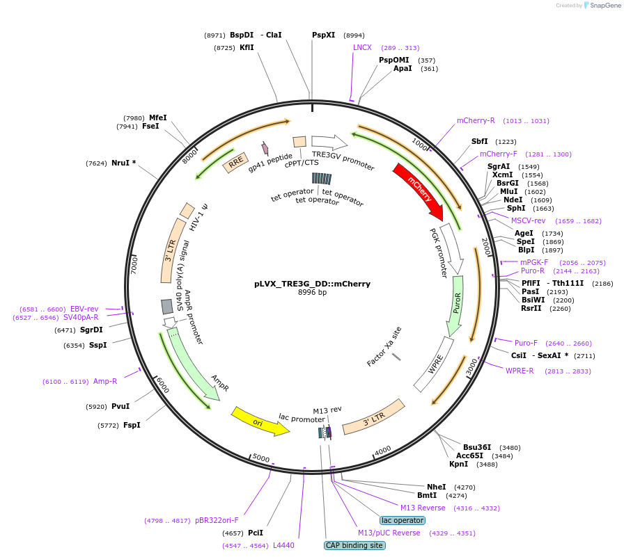 108679-plasmid-map-sequence-id-210611