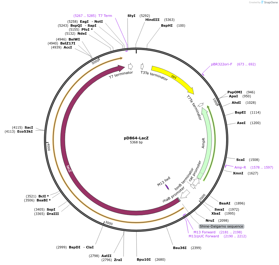 109380-plasmid-map-sequence-id-210619
