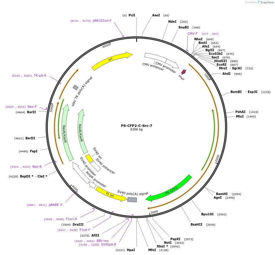 57221-plasmid-map-sequence-id-210623