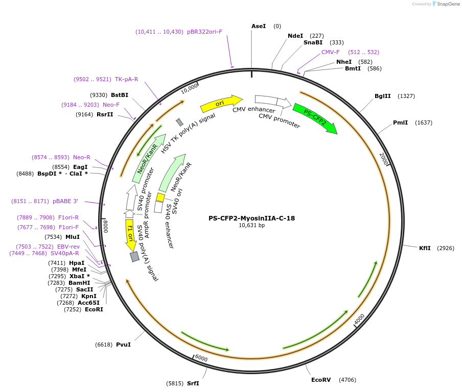 57241-plasmid-map-sequence-id-210638