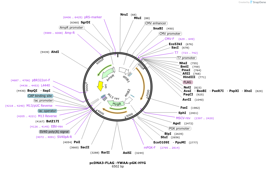 107381-plasmid-map-sequence-id-210646