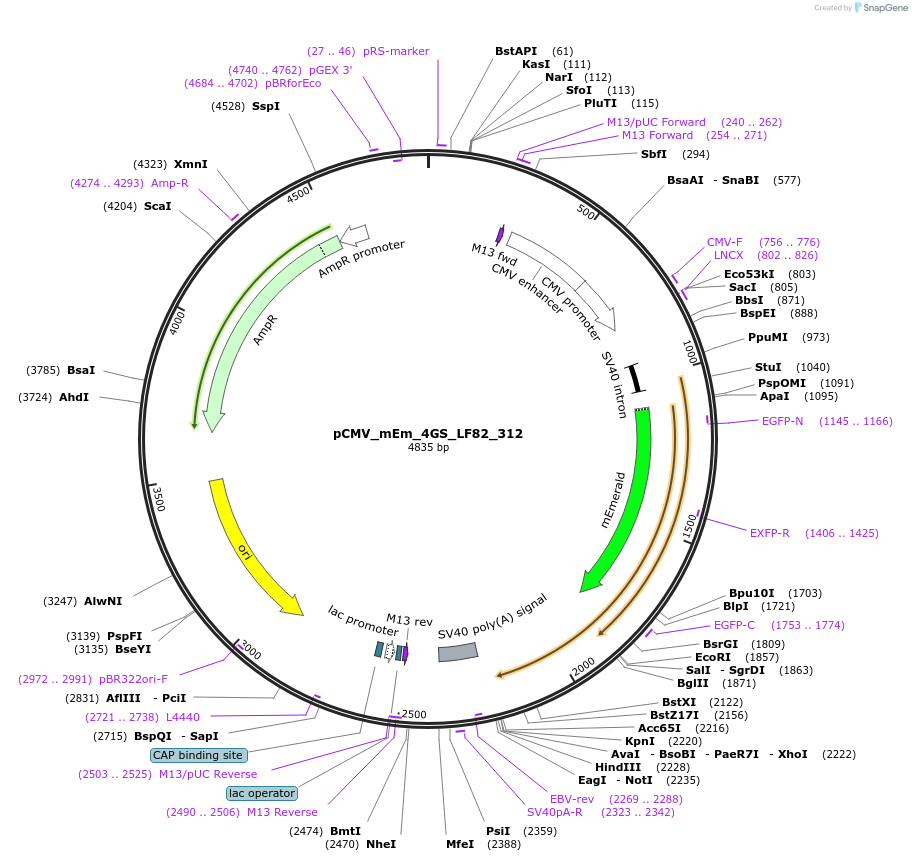 100359-plasmid-map-sequence-id-210660