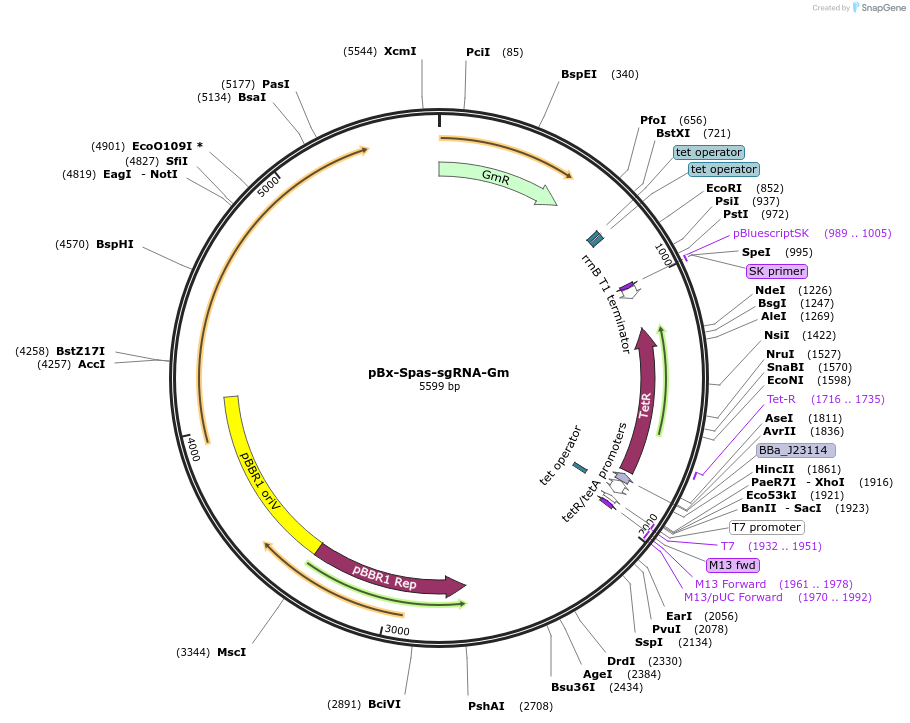 105232-plasmid-map-sequence-id-210662