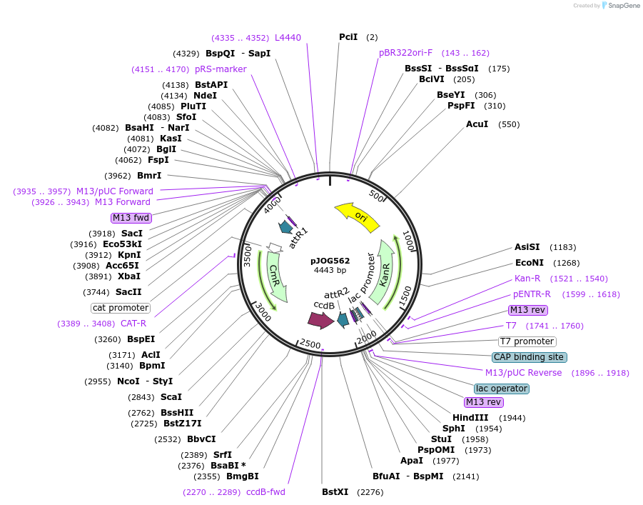 105340-plasmid-map-sequence-id-210664