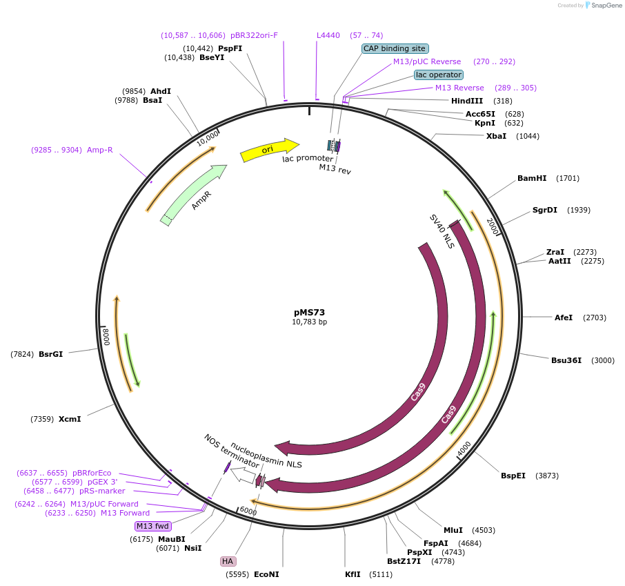 110629-plasmid-map-sequence-id-210665