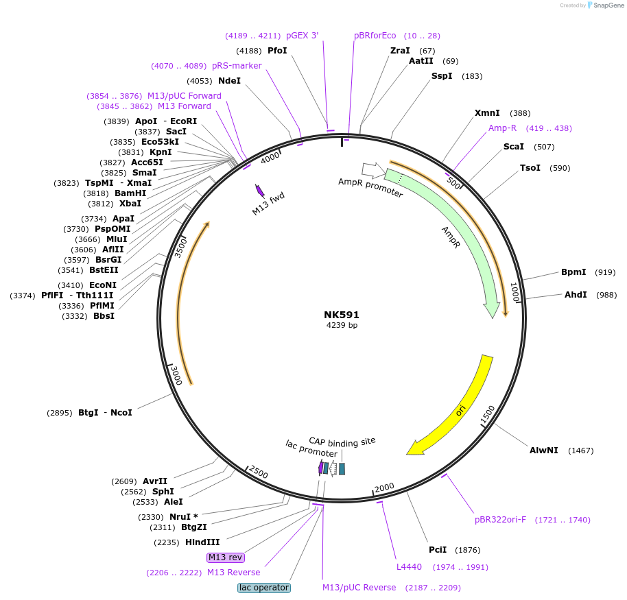 109080-plasmid-map-sequence-id-210670