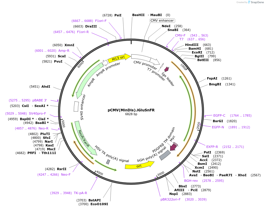 41732-plasmid-map-sequence-id-210671