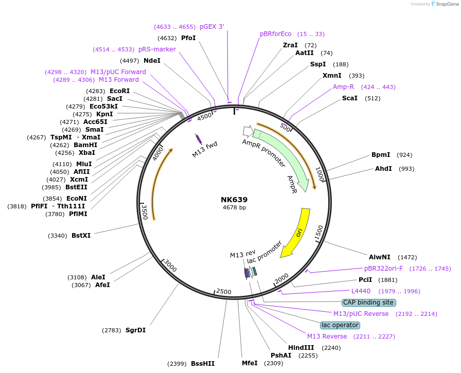 109102-plasmid-map-sequence-id-210682