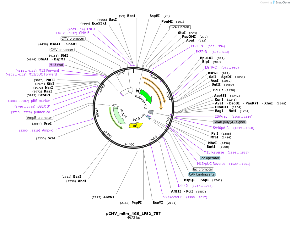 100487-plasmid-map-sequence-id-210683