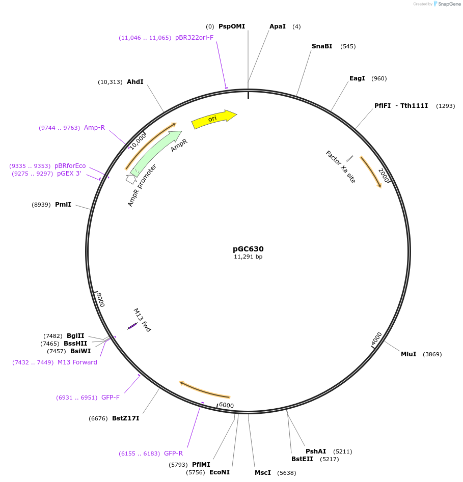 107013-plasmid-map-sequence-id-210687